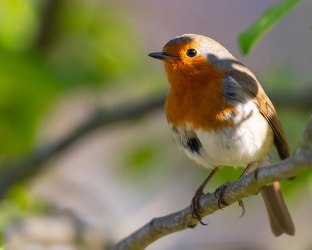 Les Oiseaux Dans Les Cultures Et Traditions