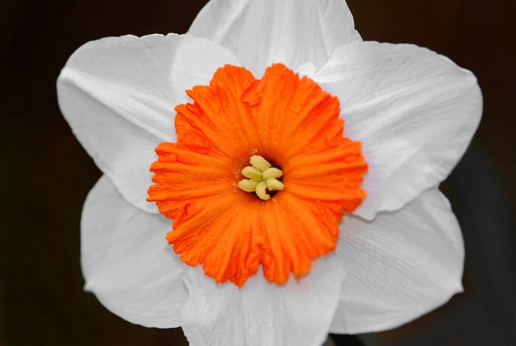 Interprétations Des Rêves De Jonquilles