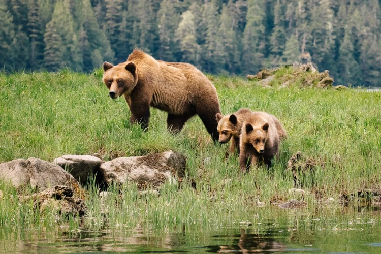 Rêve D'Ours : Contexte Et Situations