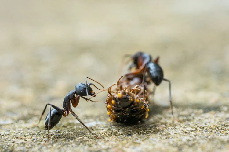 Rêver De Fourmis