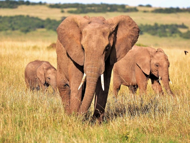 Les Rêves Avec Un Éléphant Et Leur Signification