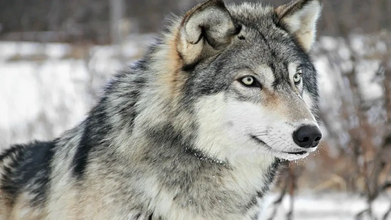 Exemples De Rêves De Loup Et Leurs Interprétations