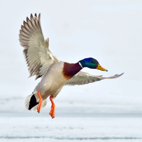 Interprétation Du Vol De Canard Dans Les Rêves