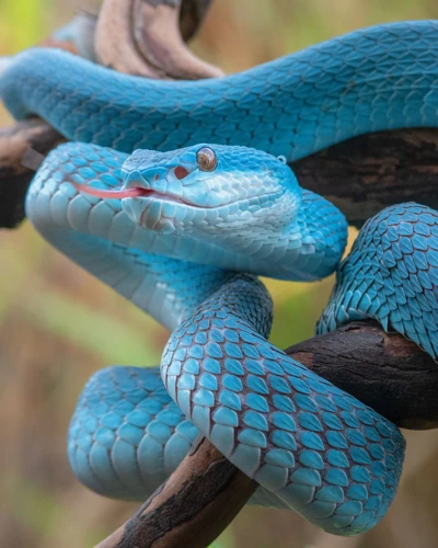 Interprétation De La Morsure De Serpent