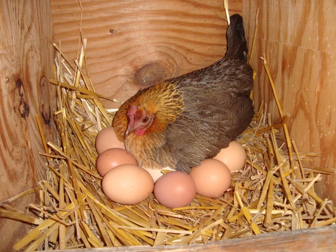 Interprétation Du Rêve D'Œuf De Poule