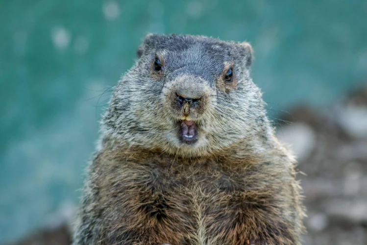 Interprétation Du Symbole De La Marmotte Dans Les Rêves