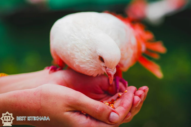 Interprétations Des Rêves De Pigeons