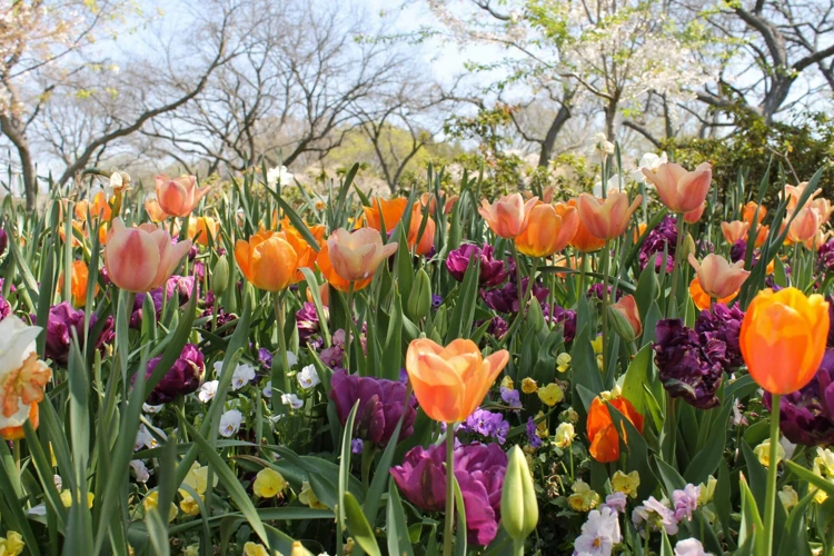 Lien Entre Les Fleurs Et Les Émotions