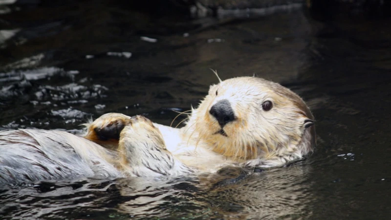 Loutre Dans Vos Rêves : Interprétations Courantes