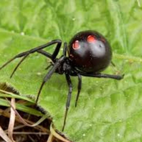 Interprétations Spécifiques Des Rêves De Mygale