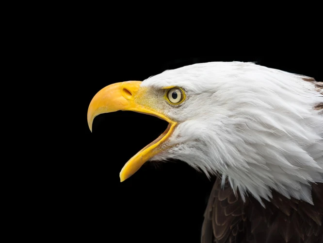 Symbolisme Et Significations Spécifiques Des Oiseaux Dans Les Rêves