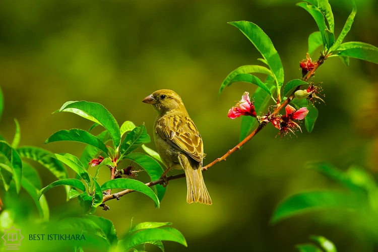 Symbolisme Des Oiseaux En Islam