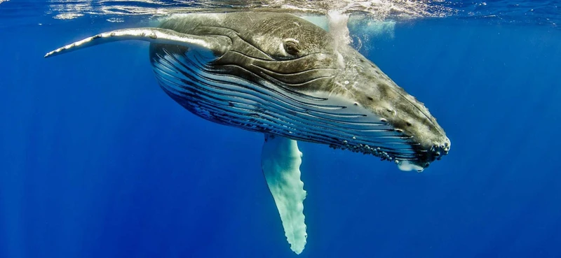 Symbolisme De La Baleine Dans Les Rêves