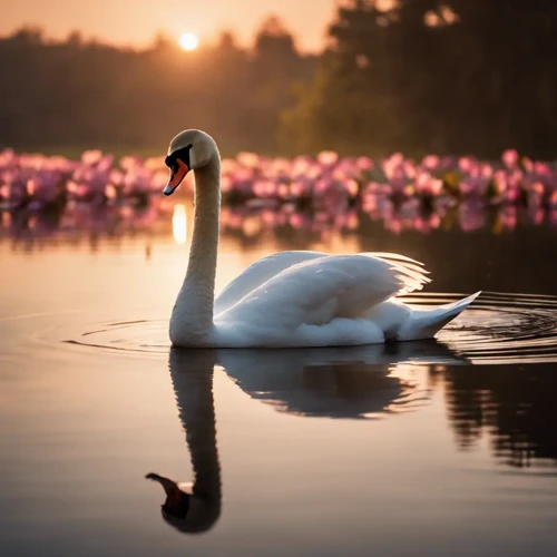 Symbolisme Des Cygnes