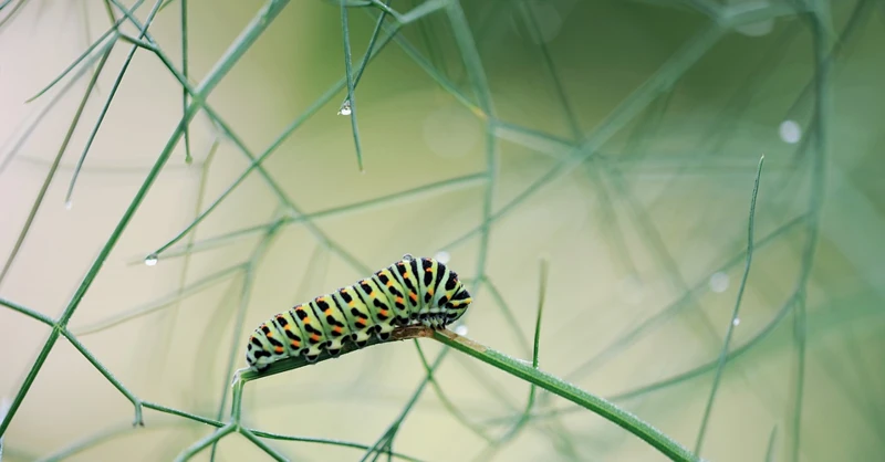 La Chenille Dans Les Cultures Et Les Croyances