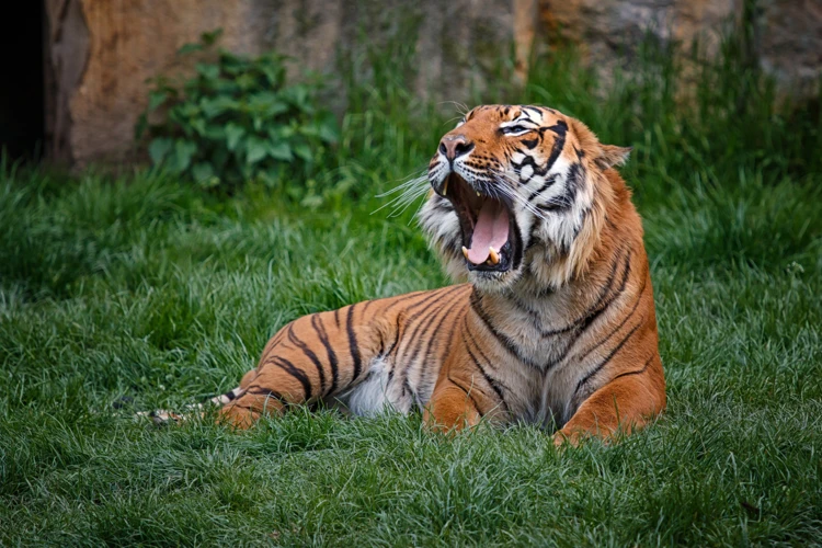 Les Différents Contextes De Rêve Avec Un Tigre