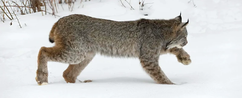 Les Différents Types De Rêves Impliquant Un Lynx