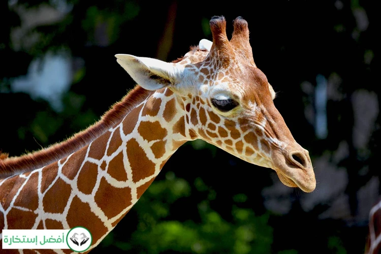 Les Différents Types De Rêves De Girafe