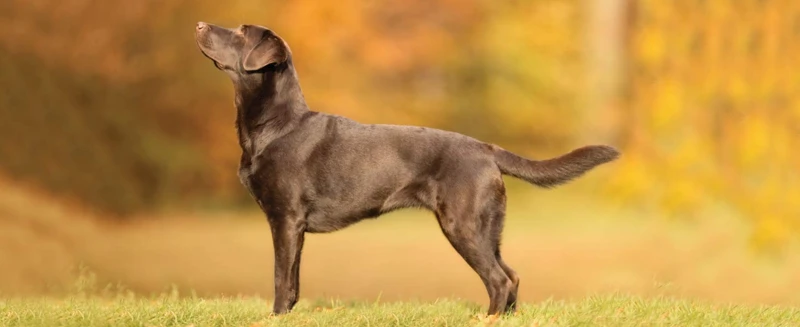 Le Chien Comme Symbole Universel