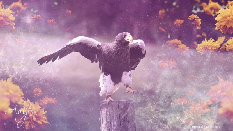 Le Rêve D'Être Un Aigle