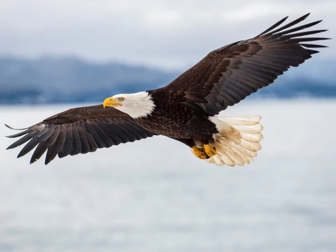 Le Rêve De Voir Un Aigle