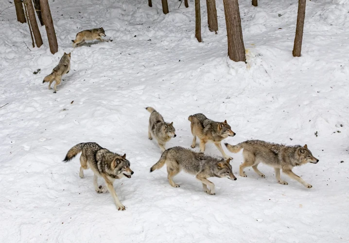 Les Rêves De Loup : Que Signifient-Ils ?