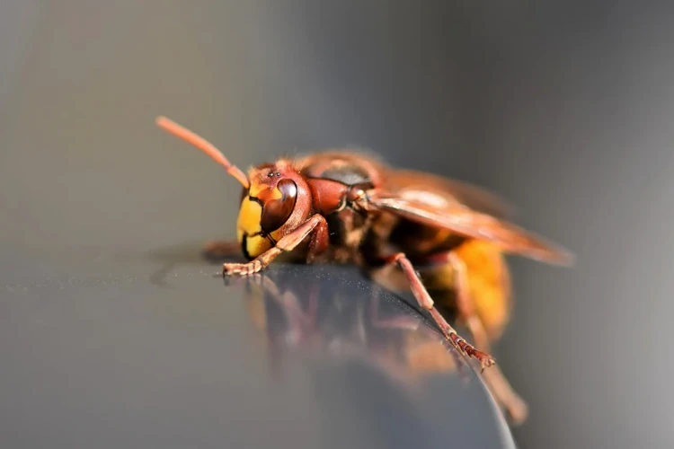 Les Émotions Liées Au Rêve De Frelon