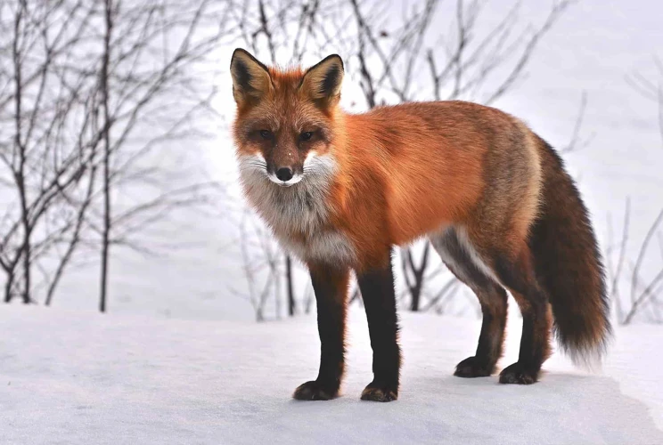 Le Renard Dans L'Islam