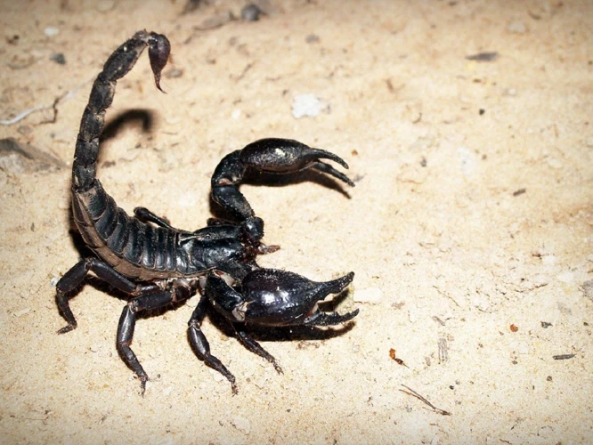 La Signification Des Rêves De Scorpion Noir