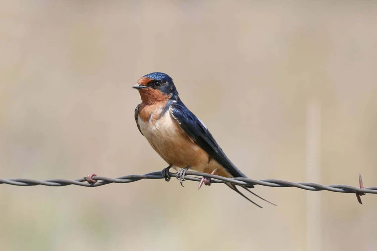 Signification De L'Hirondelle Selon Sa Couleur