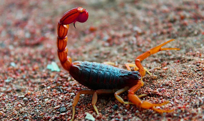 Le Scorpion : Un Symbole Mystérieux