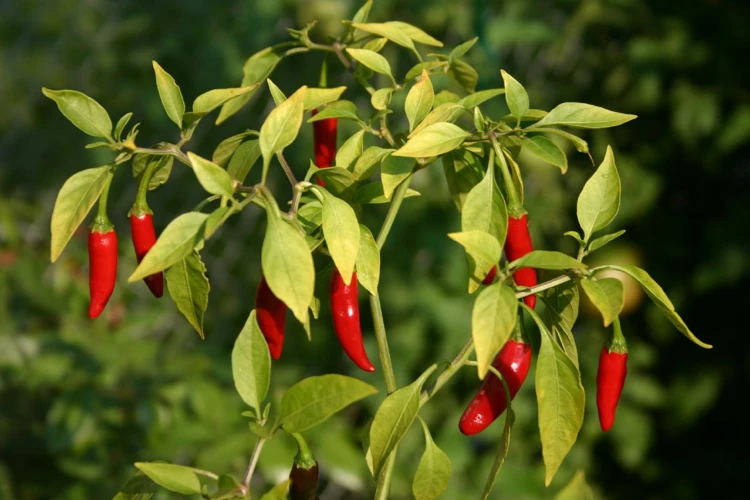 Le Symbolisme Du Piment Dans Les Rêves