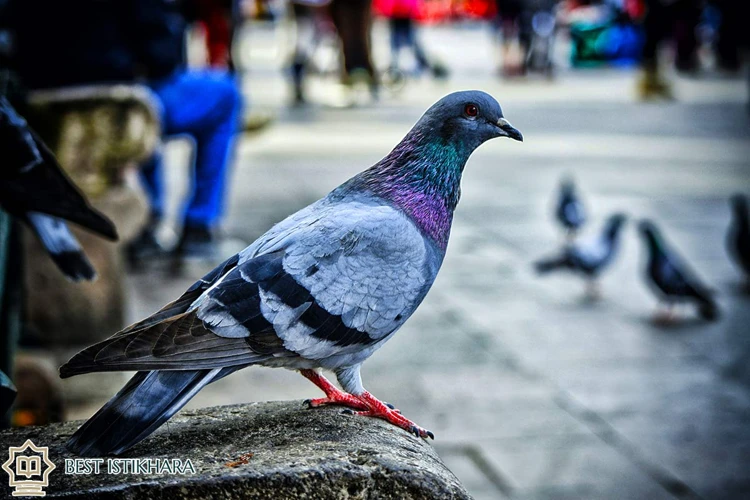 Symbolisme Des Pigeons En Islam