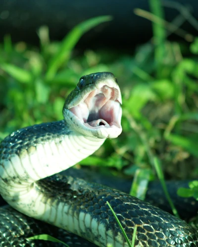 La Symbolique De La Morsure De Serpent