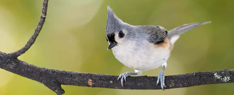 La Symbolique De La Mésange Dans Les Rêves