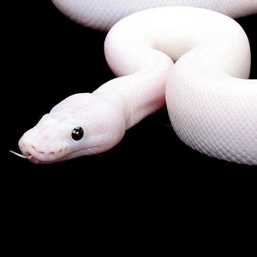 La Symbolique Du Serpent Blanc