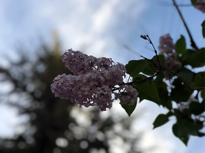 Les Symboles Du Lilas