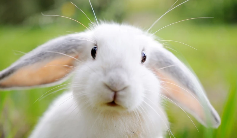 Le Lapin Blanc Dans Les Rêves