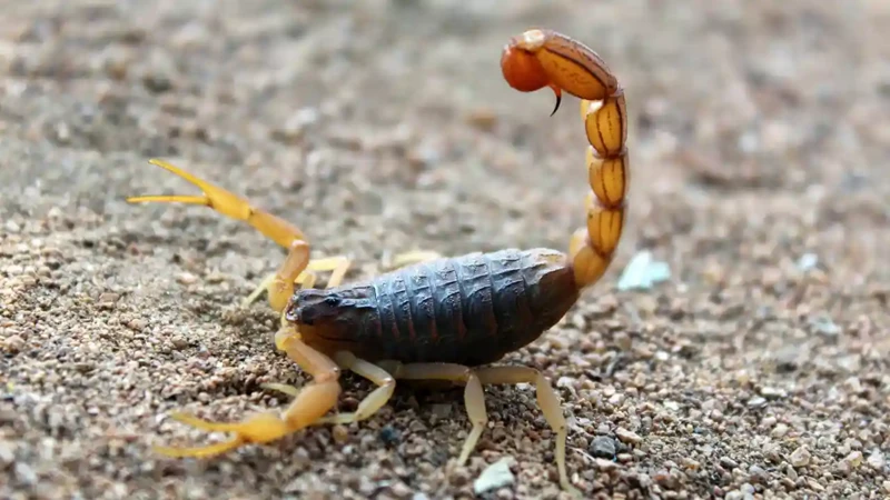 Conseils Pour Interpréter Les Rêves De Scorpion