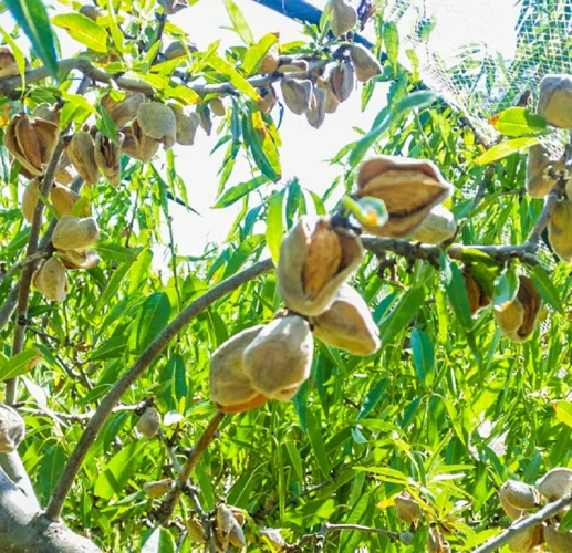 Quand Cueillir Les Amandes