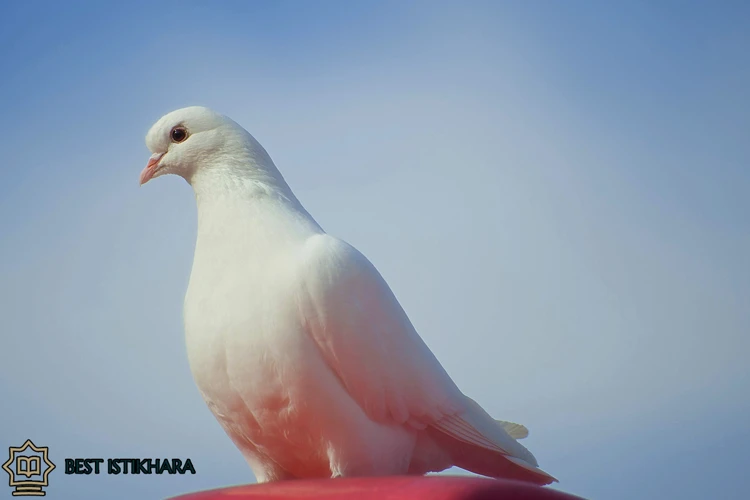 Rêve De Pigeon Blanc